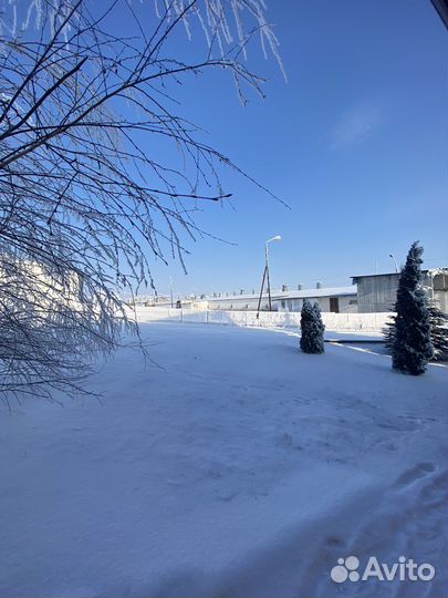 Продается птицефабрика