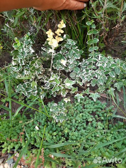 Кустики бересклета