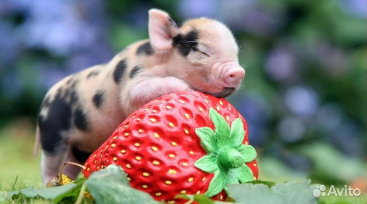 Поросенок ландрас