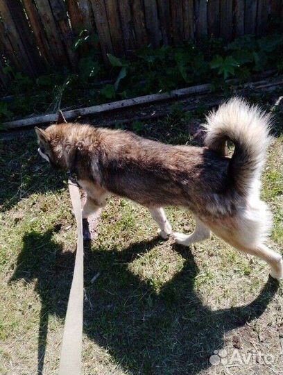 Собака в добрые руки хаски