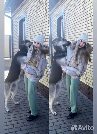 Вео овчарка для вязки