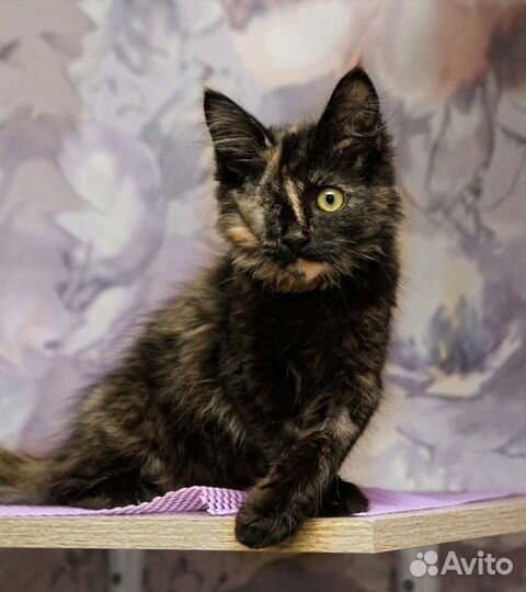 Леля в добрые руки