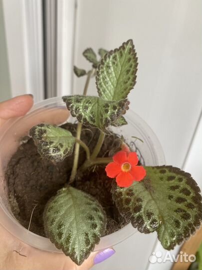 Цветок Эписция,пеперомия,кактус,кротон