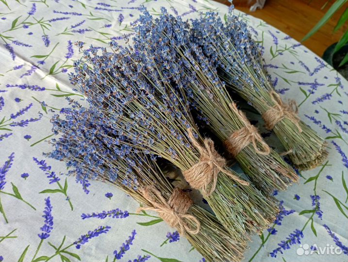 Лаванда сухоцвет