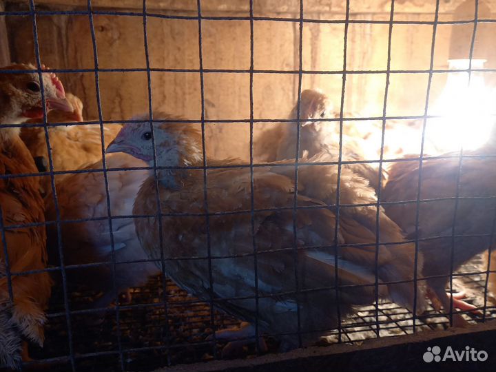 Цыплята суточные