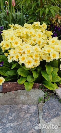 Многолетние растения для сада