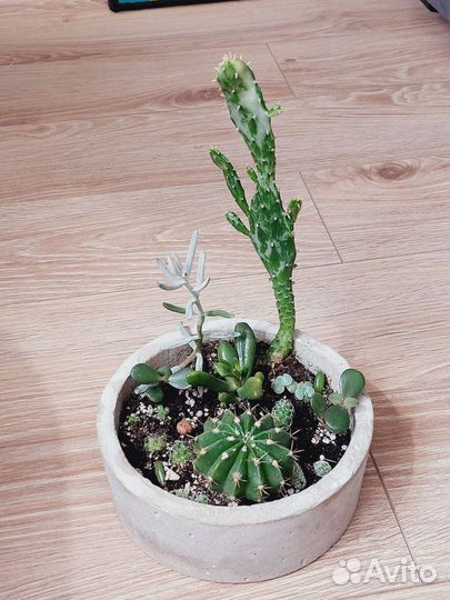 Суккулентно-кактусовый садик