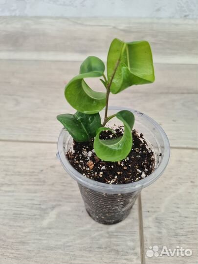 Фикус Барок