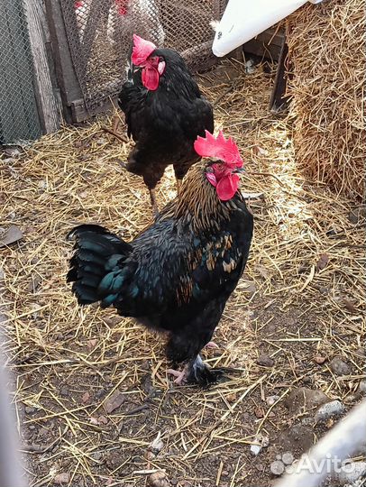 Молодые петухи