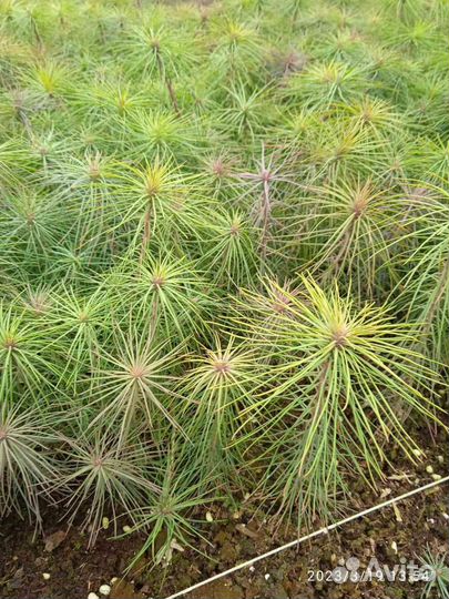 Сосна обыкновенная