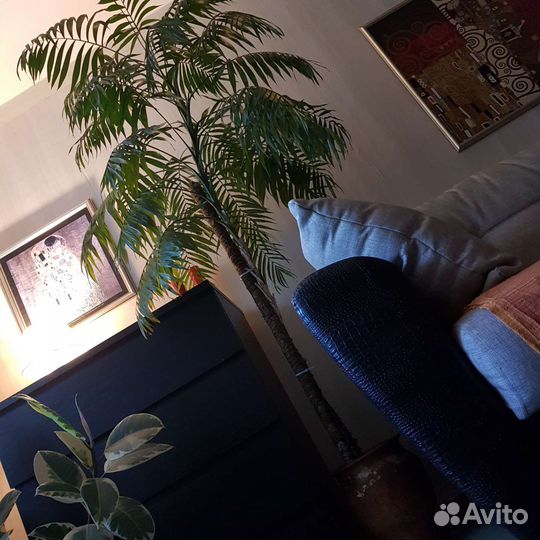 Пальма Хамедорея