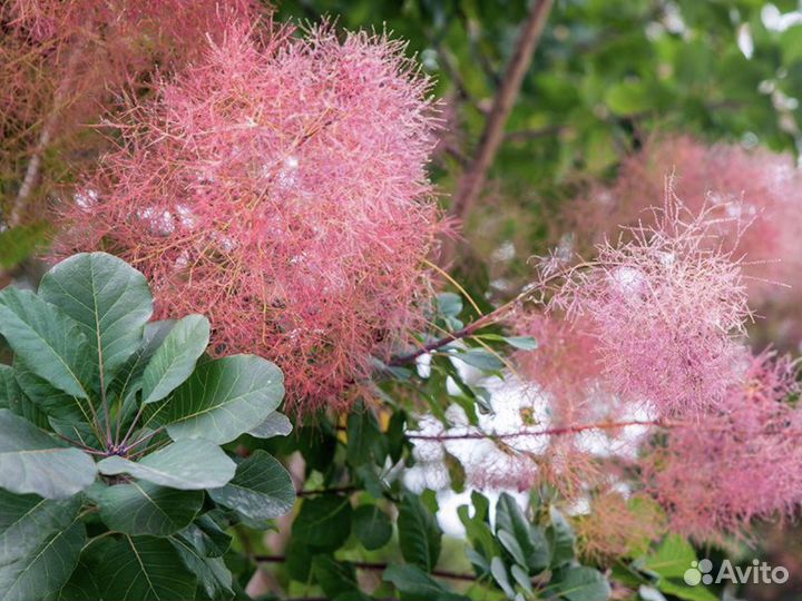 Скумпия кожевенная семена