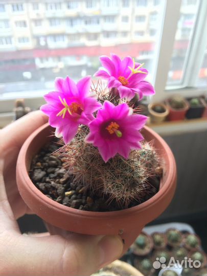 Кактус Mammillaria mazatlanensis