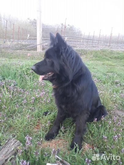 Щенки чёрной немецкой длинношёрстный овчарки
