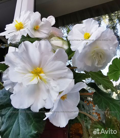 Бегония белая корневая