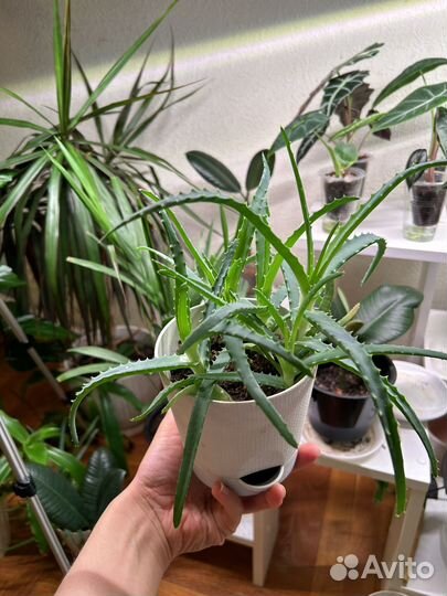 Алое алоэ столетник