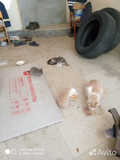 Отдам в хорошие руки котенка