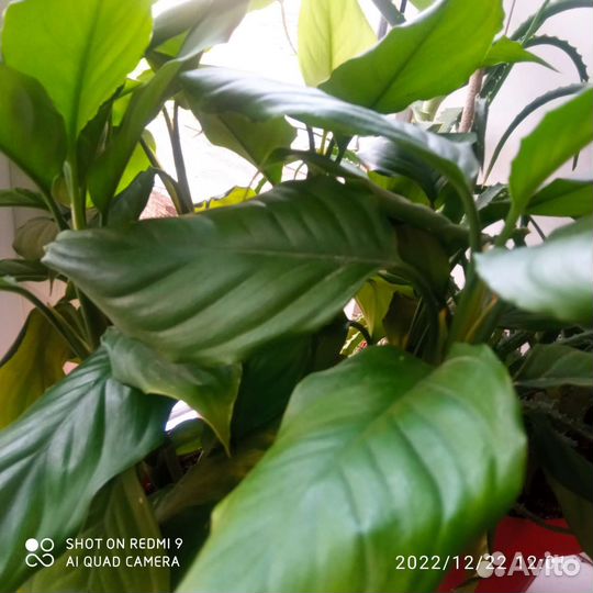 Комнатные цветы