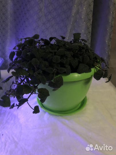 Мята мандариновая