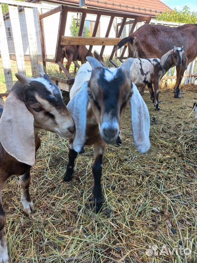 Нубийские козлята