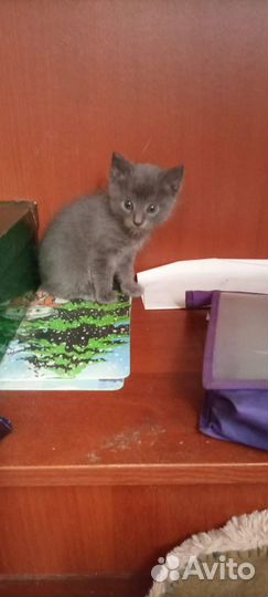 Котенок