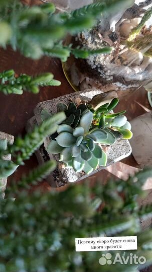 Комнатные цветы суккуленты, сингониумы