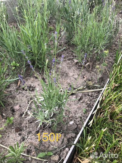 Саженцы лаванды