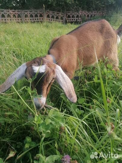 Нубийская козочка