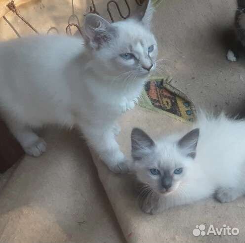 Котята отдам бесплатно
