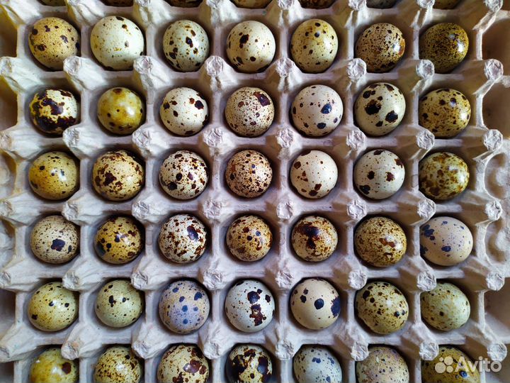 Перепелиное яйцо от семейной фермы