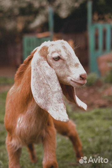 Козёл Нубо-Комори,козлята