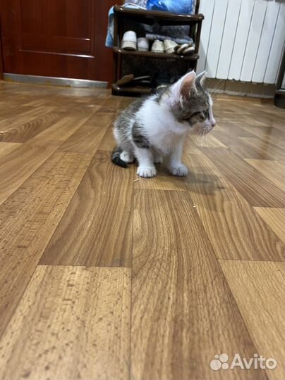 Кошка