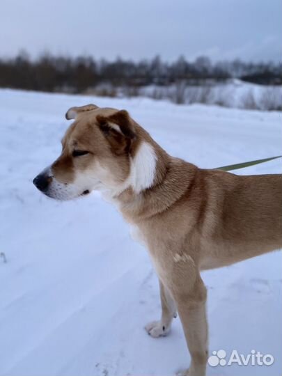 Метис лабрадора