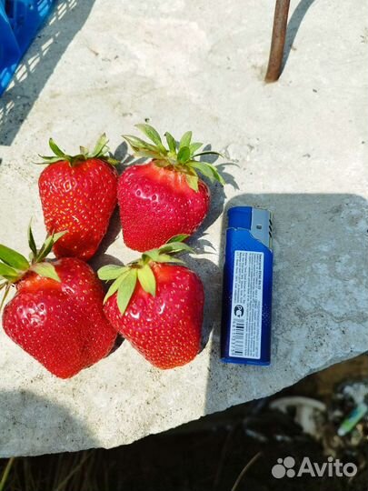 Рассада клубники Мурано ремонтантной