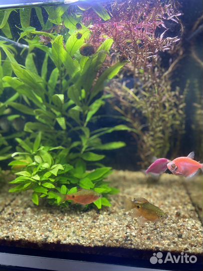 Аквариум