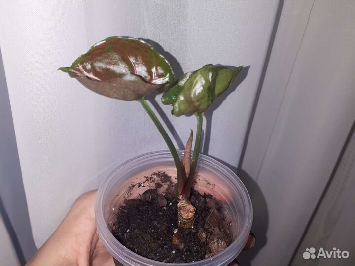 Филодендрон бородавчатый и сингониум клуб.лед