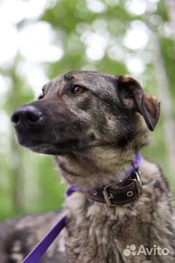 Собака Мили отдам бесплатно