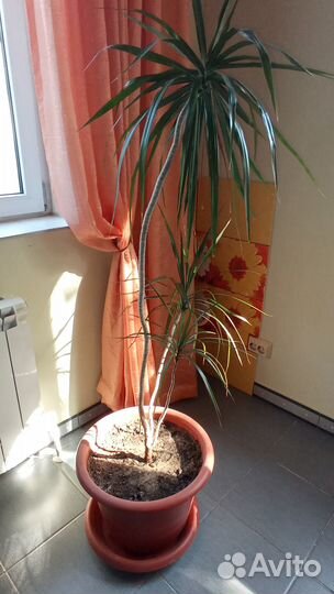 Комнатные растения