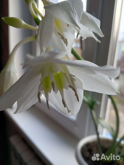 Амазонская лилия