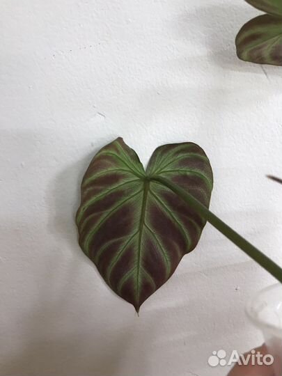 Филолендрон Веррукозум (Бородавчатый)