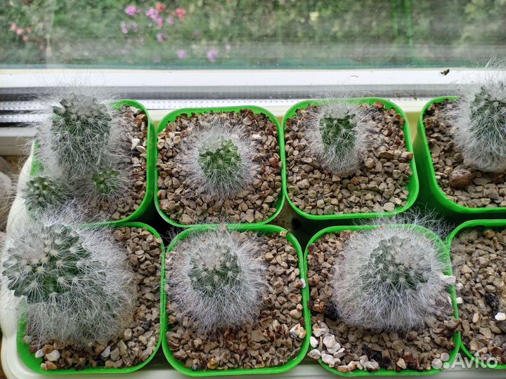 Кактусы и суккуленты