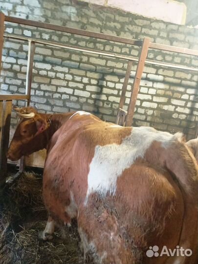 Корова высокоудойная