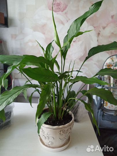 Спатифиллум