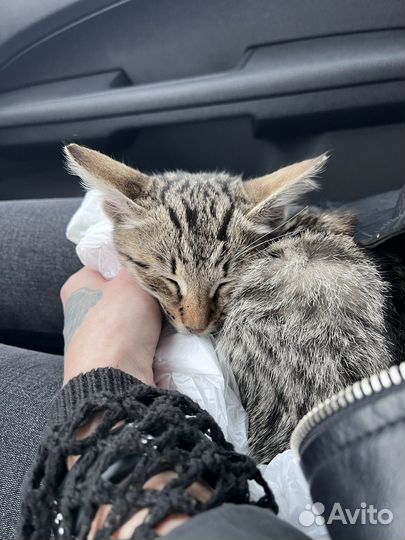 Отдам котенка в добрые руки