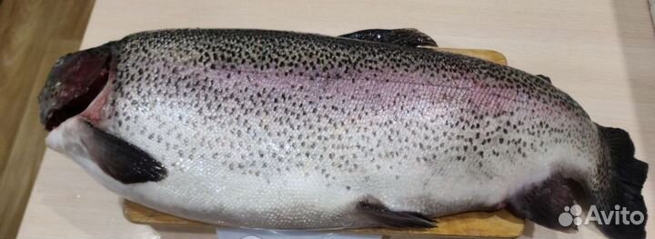 Форель охлажденная непотрошенная