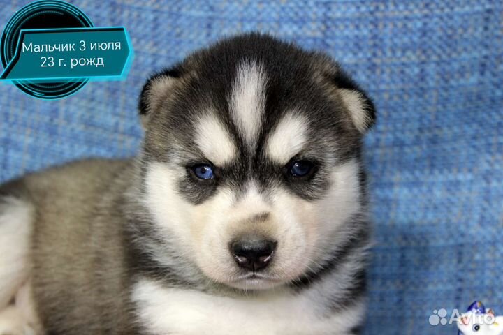Щенки сибирской хаски