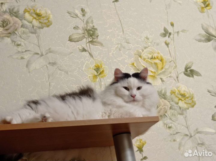 Отдам бесплатно котика