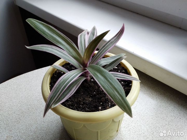 Комнатное растение традесканция