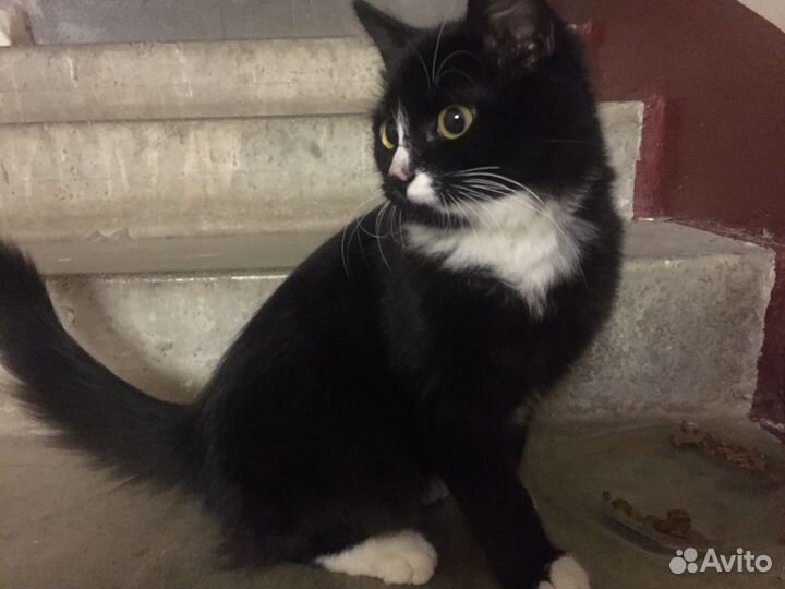 Черный котенок