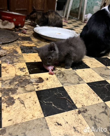 Котята, кошка, кот мышеловка в добрые руки